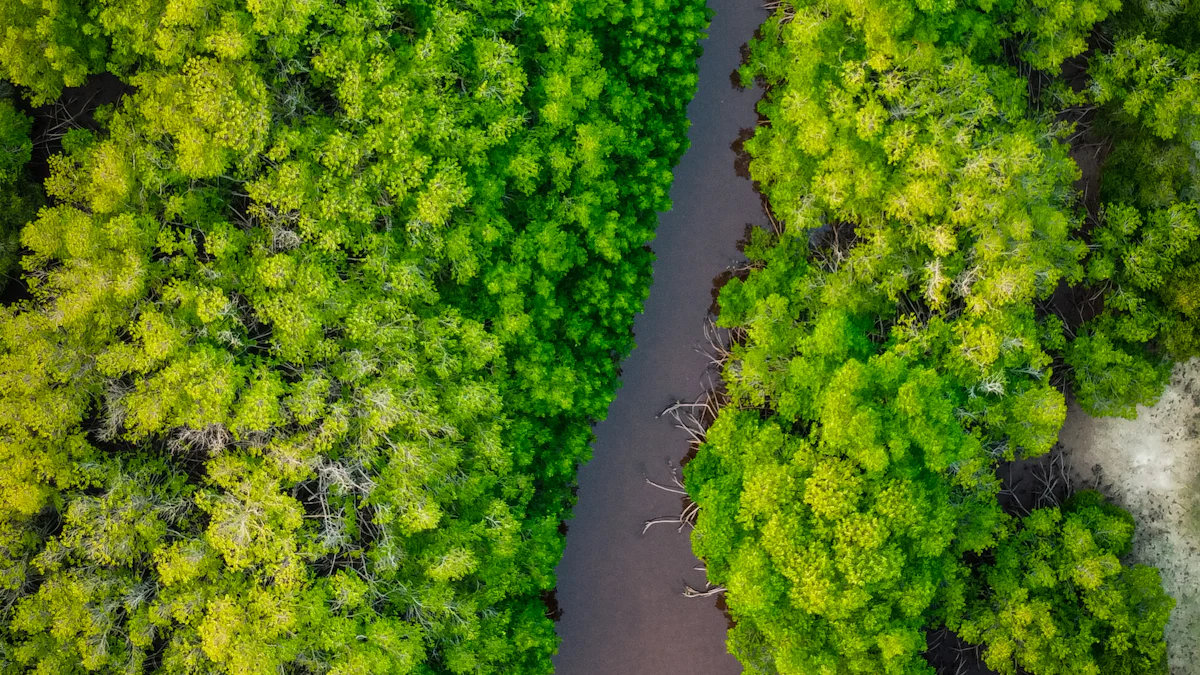 Mangrove Wars: The Invisible Carbon Battle Between US and China