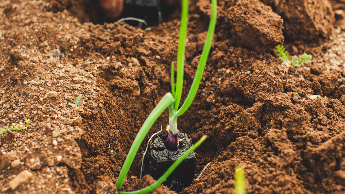 From Cornfield to Carbon Bank: Heilongjiang’s $3B Carbon Farming